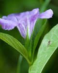 Limestone wild petunia